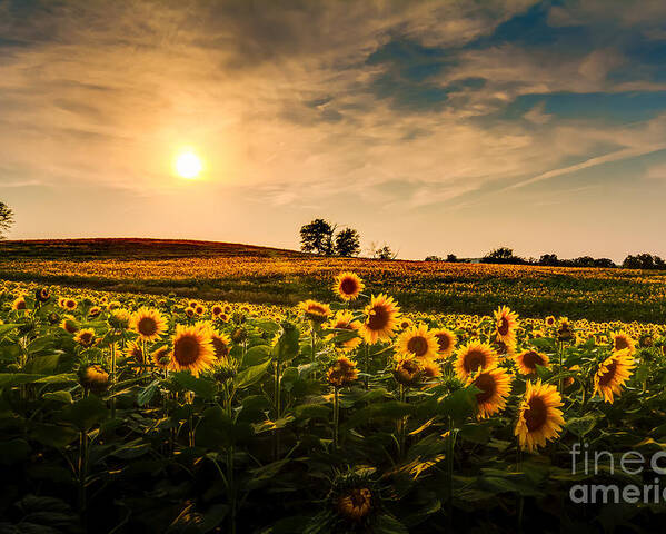 Sunrise Poster featuring the photograph A View Of A Sunflower Field In Kansas by Tommybrison