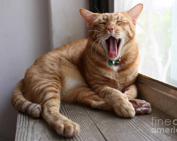 Small Poster featuring the photograph A Yawning Cat by Supasun Worrayoshwarong