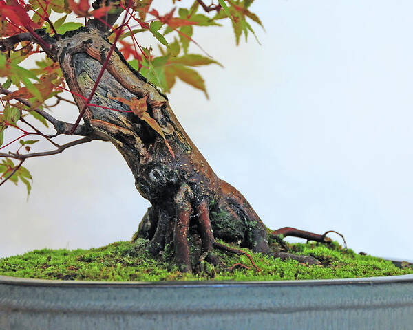 Acer Palmatum Japanese Maple Bonsai Poster By Photo By Steve Greaves