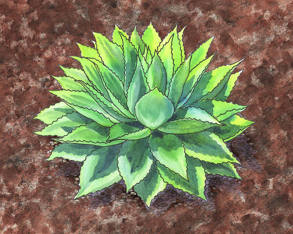 Succulent Poster featuring the painting Agave Ovatifolia Succulent Plant Garden Watercolor by Irina Sztukowski