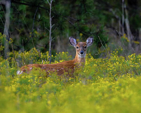 Wildlife Poster featuring the photograph Alert Fawn by Cathy Kovarik