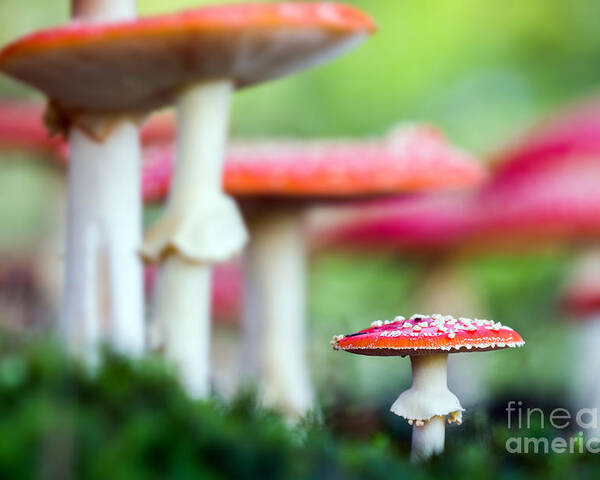 Magic Poster featuring the photograph Amanita Muscaria A Poisonous Mushroom by Sindlera