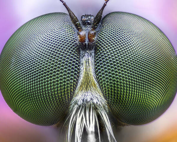 Insect Poster featuring the photograph Amazing Eyes by Alberto Ghizzi Panizza