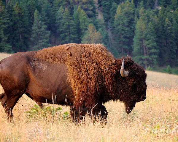 Symbol Poster featuring the photograph American Bison Buffalo Side Profile by Steve Boice