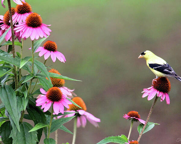 Nature Poster featuring the photograph American Goldfinch on the Coneflowers by Trina Ansel