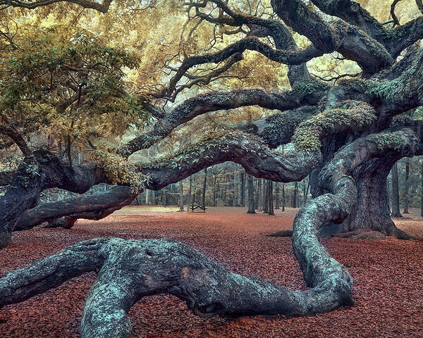 Angel Oak Poster featuring the photograph Angel Oak Tree by Magda Bognar