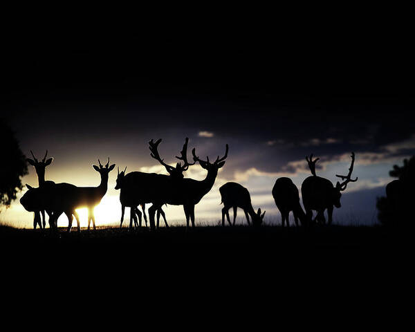 Deer Poster featuring the photograph At The End Of The Day by Sandra Štimac