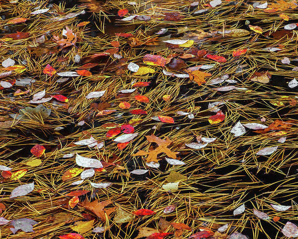 Allegheny Plateau Poster featuring the photograph Autumn Leaves & Pitch Pine Needles by Michael Gadomski
