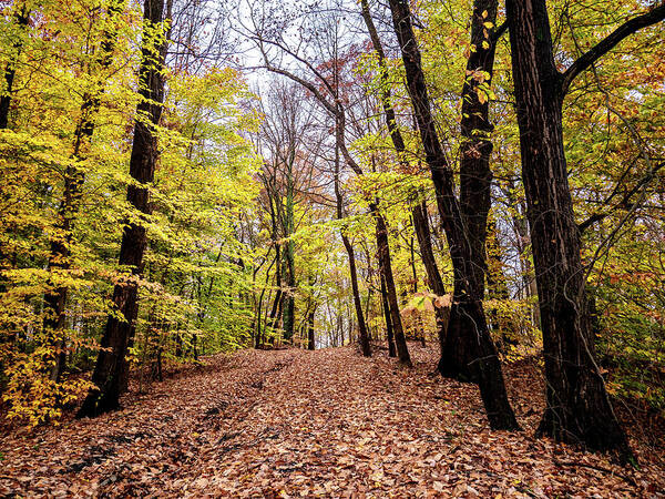 Fall Poster featuring the photograph Autumn Woods by Louis Dallara