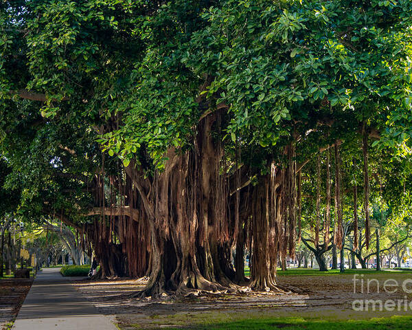 Banyan Poster featuring the photograph Banyan Trees in St. Petersburg, Florida by L Bosco