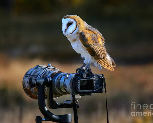 Big Poster featuring the photograph Barn Owl Tyto Alba Sitting On A Camera by Don Mammoser