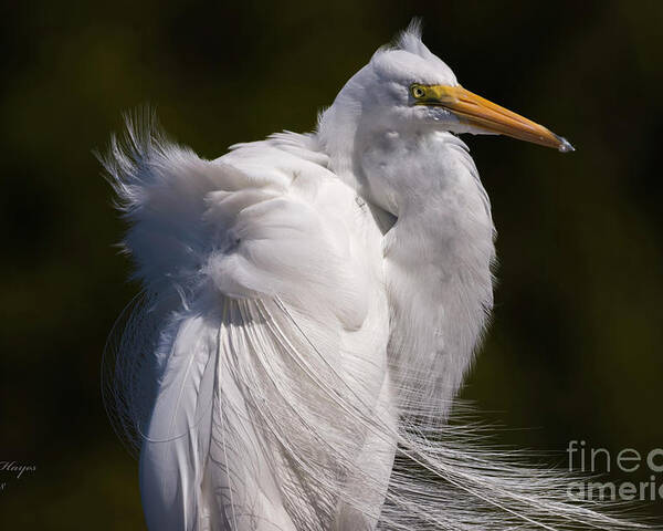 Egrets Poster featuring the photograph Beauty In The Wind by DB Hayes