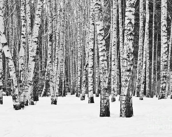 Country Poster featuring the photograph Birch Forest In Winter In Black by Furtseff