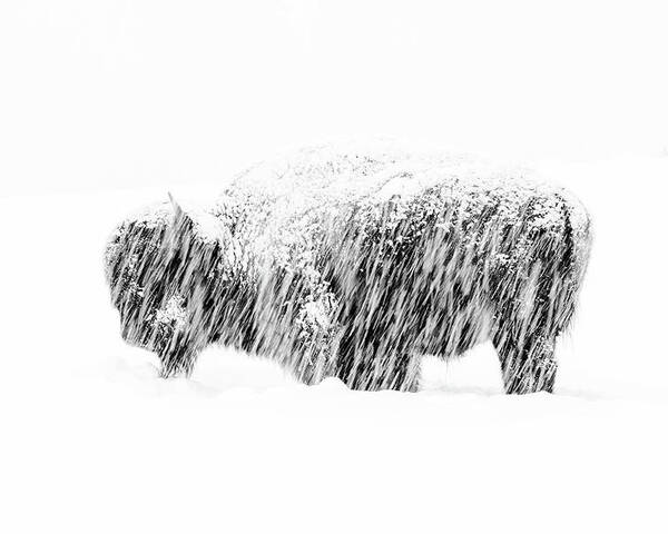 American Bison Poster featuring the photograph Bison in Painted Snow by Max Waugh
