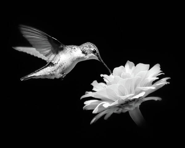 Hummingbird Poster featuring the photograph Black and White Hummingbird and Flower by Christina Rollo