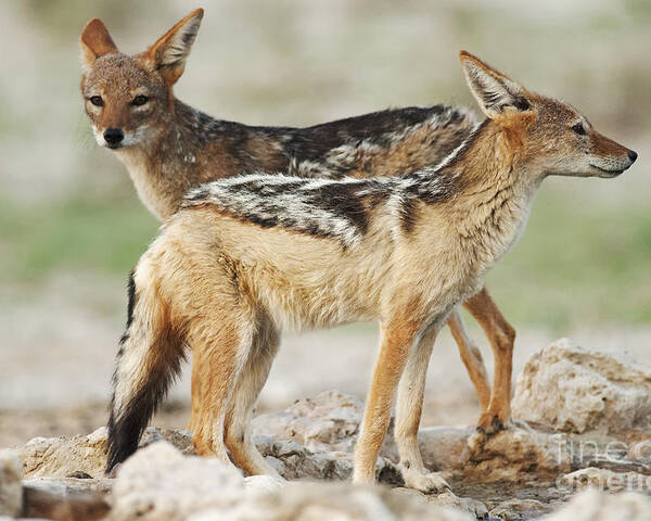 Cunning Poster featuring the photograph Black-backed Jackal Canis Mesomelas by Peter Fodor