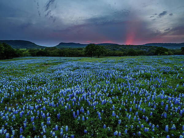  Poster featuring the photograph Bluebonnets At Saddle Mountain by Johnny Boyd
