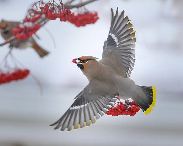 Bohemianwaxwings Poster featuring the photograph Bohemian Waxwings by Peter Stahl