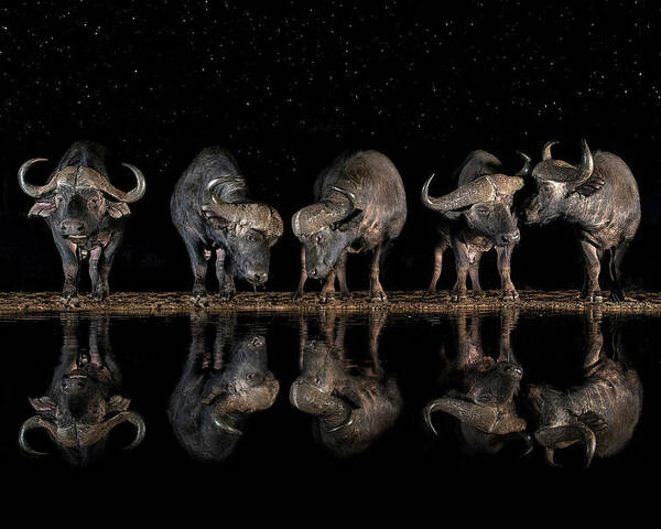 Zimanga Poster featuring the photograph Buffaloes In The Waterhole At Night by Xavier Ortega