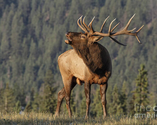 Deer Poster featuring the photograph Bull Elk by David Osborn