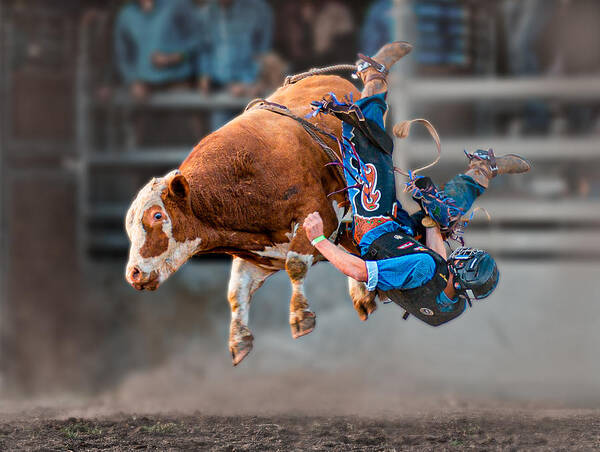 Action Poster featuring the photograph Bull Riding by Frank Ma