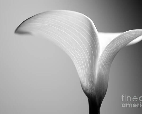 Macro Poster featuring the photograph Calla by Jimmy L