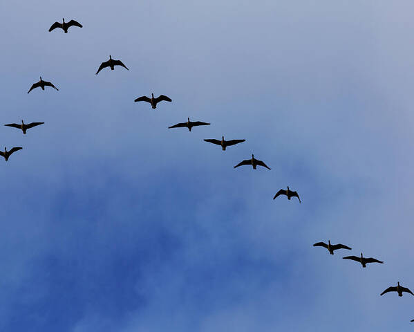 Canada Geese Flying In Formation Poster by Martin Child 