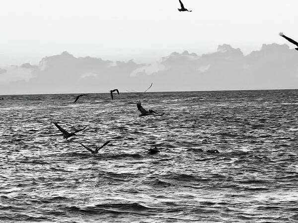 Birds Poster featuring the photograph Captiva Island Sunset Seabirds Feasting Noir Black and White by Shelly Tschupp