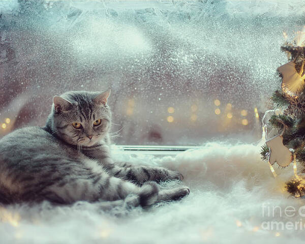 Pets Poster featuring the photograph Cat In The Winter Window by Alekuwka