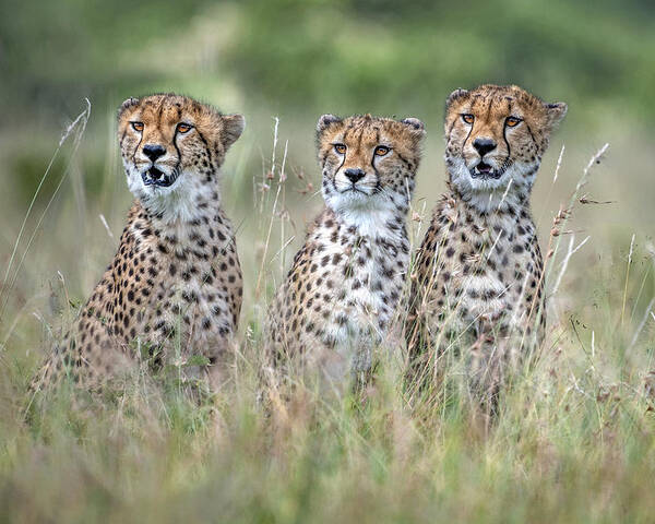 Africa Poster featuring the photograph Cheetah Cubs by Xavier Ortega