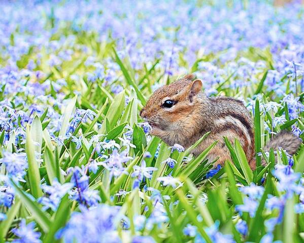 Chipmunk Poster featuring the photograph Chipmunk on flowers by Top Wallpapers
