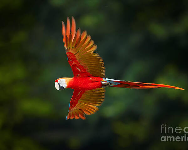 Feather Poster featuring the photograph Close Up Ara Macao Scarlet Macaw Red by Martin Mecnarowski