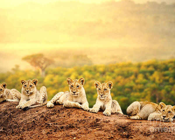 Small Poster featuring the photograph Close Up Of Lion Cubs Laying Together by Karelnoppe