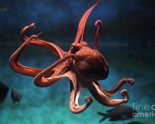 Octopus Poster featuring the photograph Common Octopus Octopus Vulgaris by Vladimir Wrangel