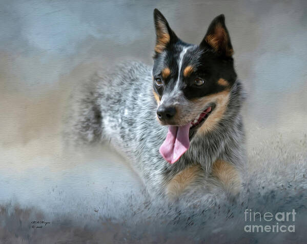 Dogs Poster featuring the mixed media Cookie - A Blue Heeler by DB Hayes
