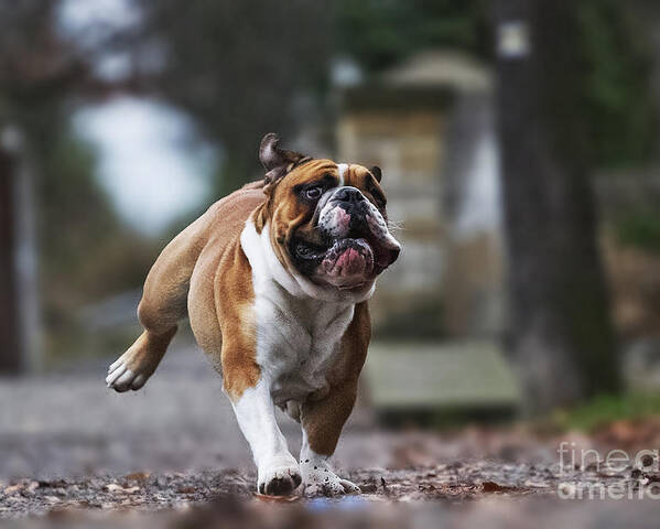 Magic Poster featuring the photograph Crazy English Bulldog Puppy Running by Best Dog Photo