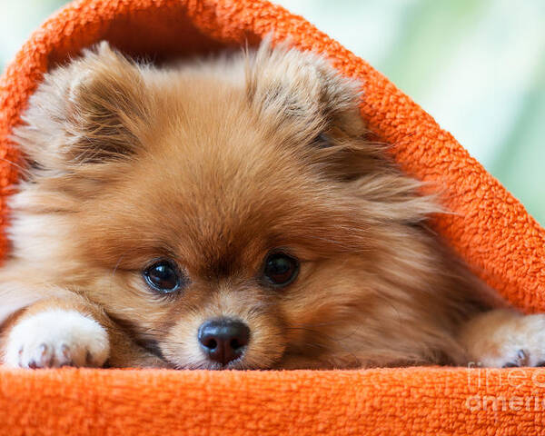 Gift Poster featuring the photograph Cute And Funny Puppy Pomeranian Smiling by Barinovalena