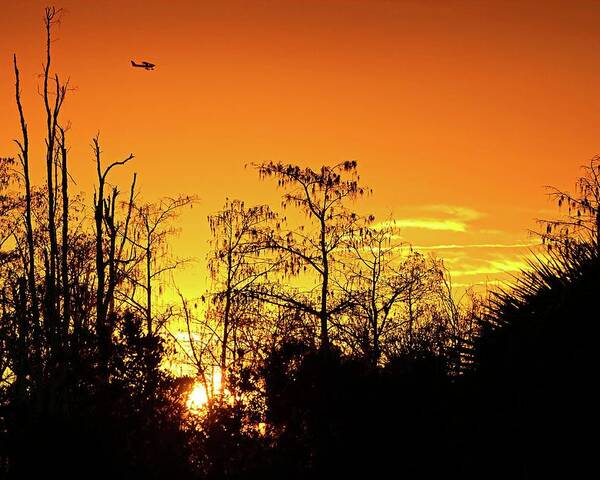 Airplane Poster featuring the photograph Cypress Swamp Sunset 3 by Steve DaPonte