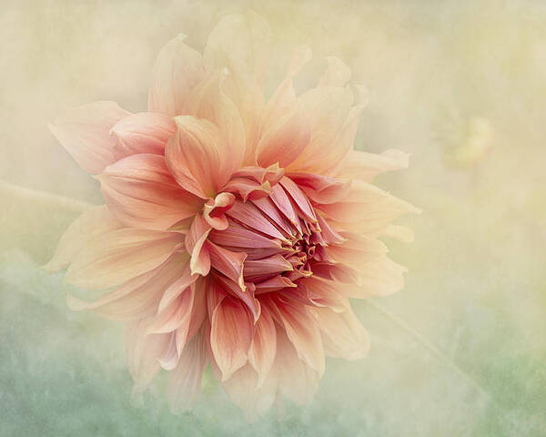 Dahlia Poster featuring the photograph Dahlia by Jacky Parker