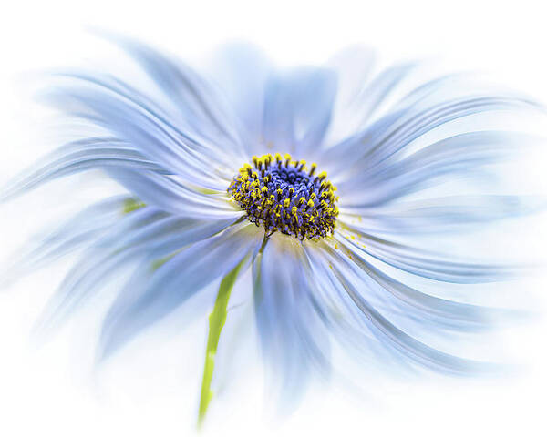Osteospermum Poster featuring the photograph Daisy Delight by Mandy Disher