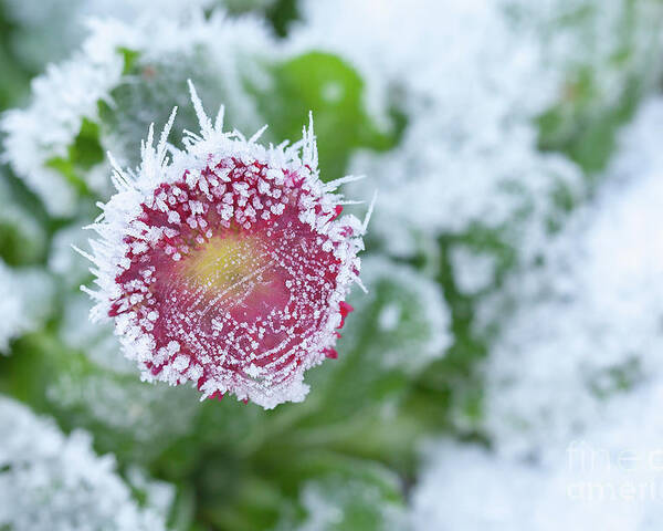 Frozen Poster featuring the photograph Daisy frozen in winter garden by Simon Bratt
