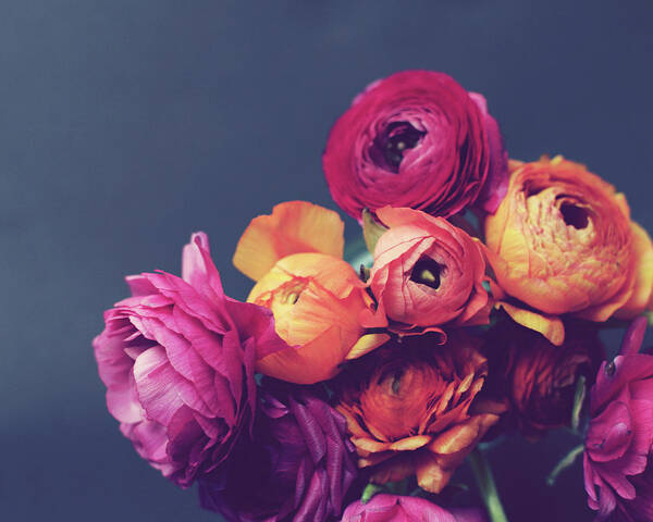 Ranunculus Poster featuring the photograph Deep Blooms by Lupen Grainne