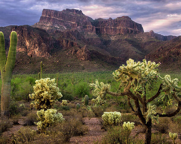 Superstition Poster featuring the photograph Desert Mountains and Cactus by Dave Dilli