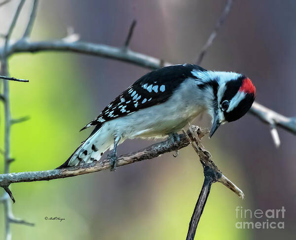 Woodpeckers Poster featuring the photograph Downy Woodpecker by DB Hayes
