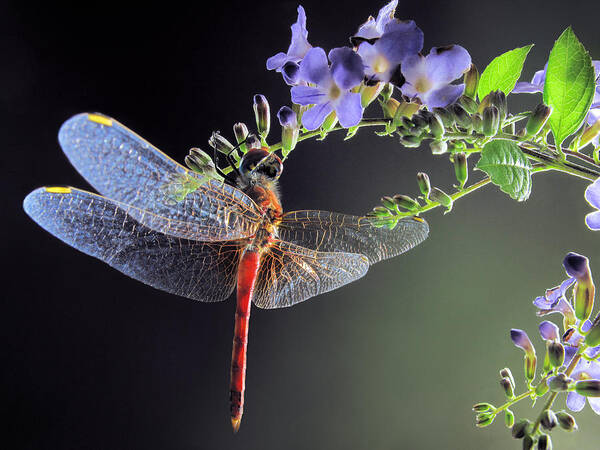 Dragonfly Poster featuring the photograph Dragonfly by Jimmy Hoffman