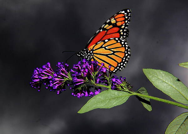  Butterfly Poster featuring the photograph Drink Deeply of This Moment by Allen Nice-Webb