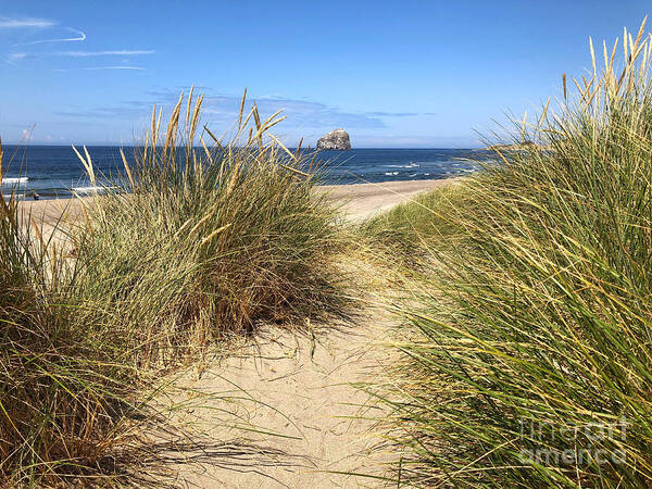 Sea Poster featuring the photograph Dune Beach Path by Jeanette French