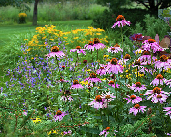 Coneflower Poster featuring the photograph Purple Coneflowers in Summer Border by Saxon Holt