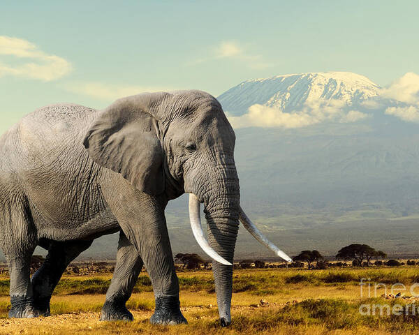 Big Poster featuring the photograph Elephant On Kilimajaro Mount Background by Volodymyr Burdiak