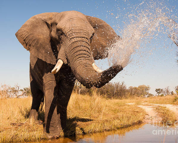 Big Poster featuring the photograph Elephant Spraying Water With His Trunk by Donovan Van Staden
